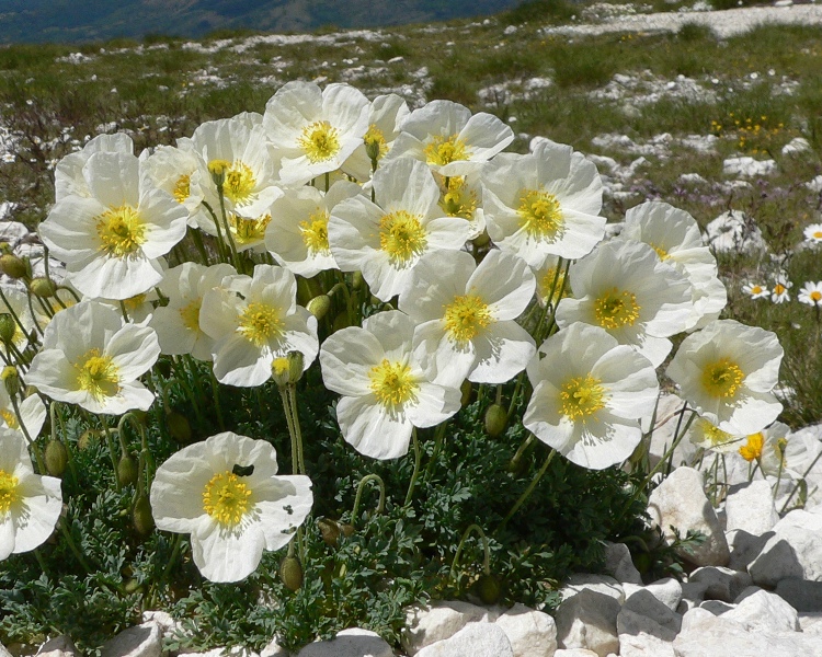 Papaver alpinum s.l.